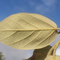 Ficus mollis Vahl